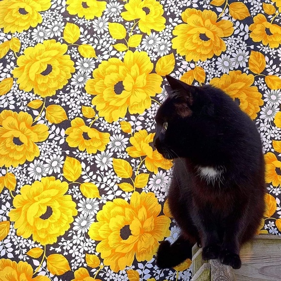 Meet your Posher, Shasta - Picture 1 of 1